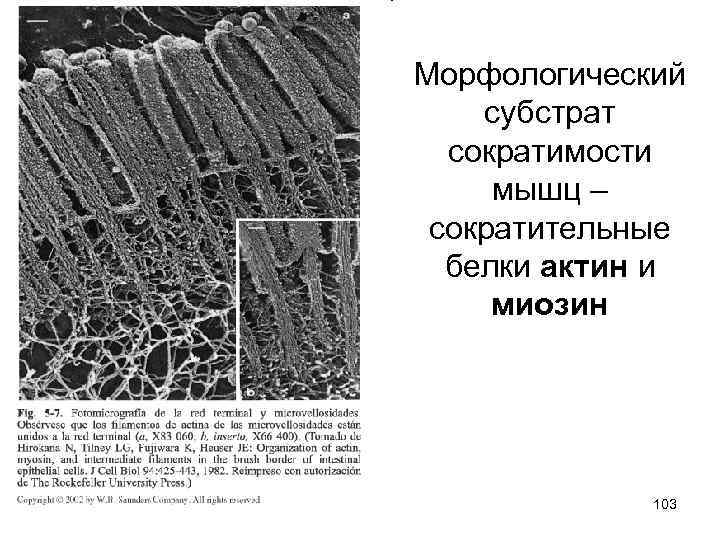 Морфологический субстрат сократимости мышц – сократительные белки актин и миозин 103 