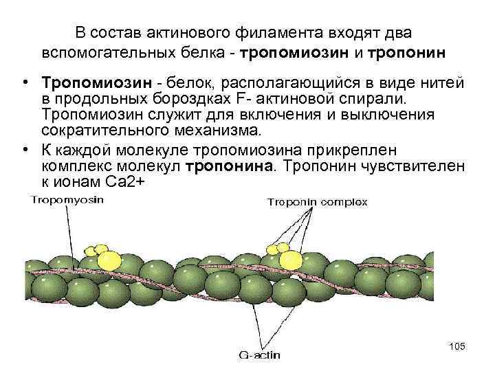 В состав актинового филамента входят два вспомогательных белка - тропомиозин и тропонин • Тропомиозин