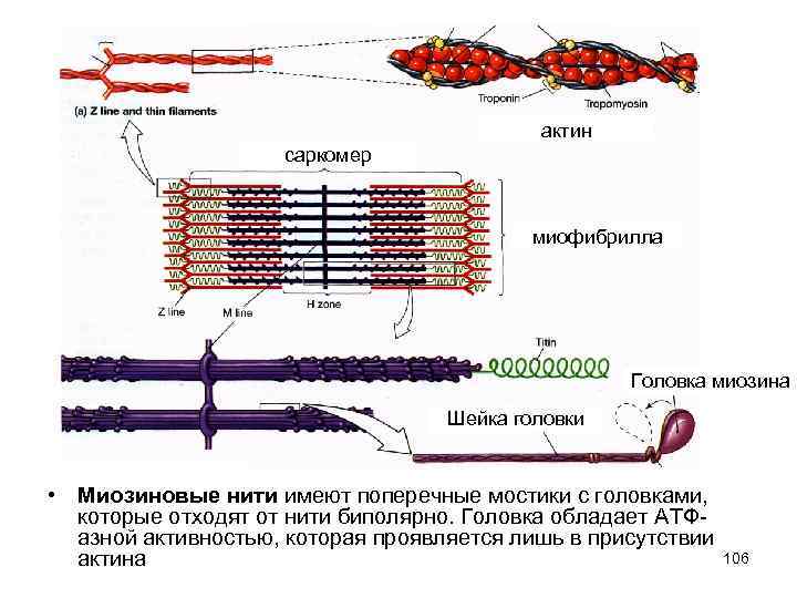 Нити миозина