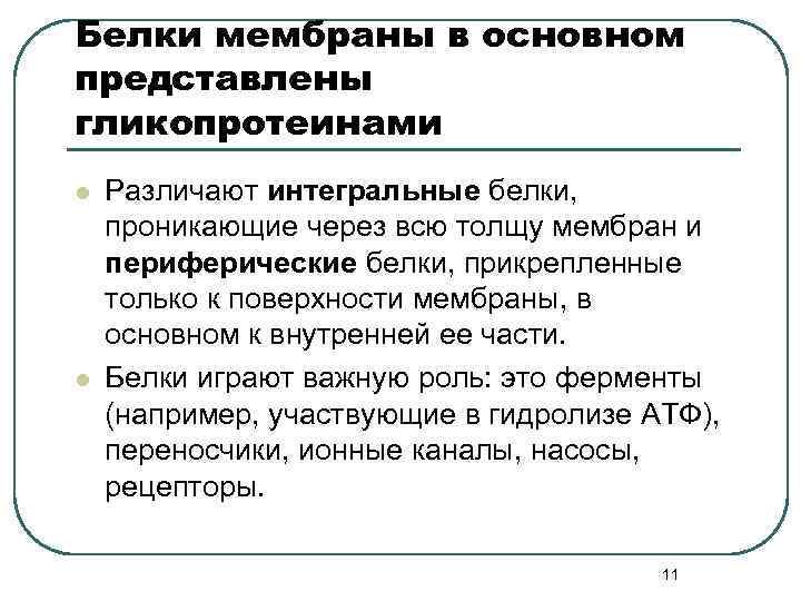 Белки мембраны в основном представлены гликопротеинами l l Различают интегральные белки, проникающие через всю