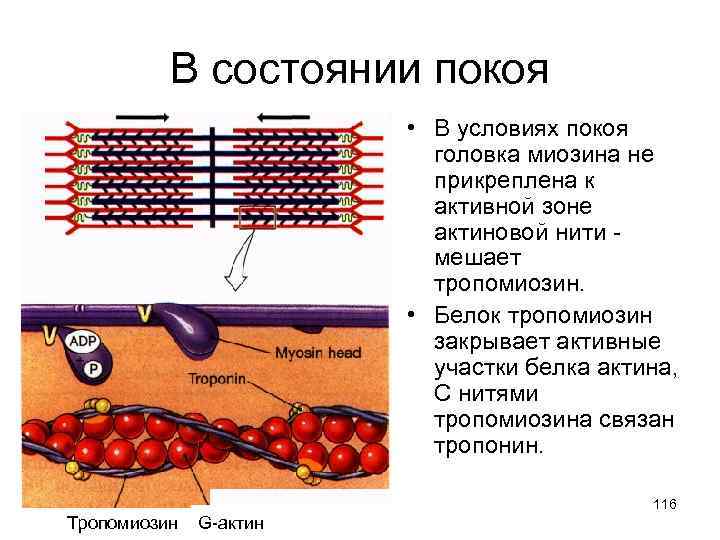 В состоянии покоя • В условиях покоя головка миозина не прикреплена к активной зоне