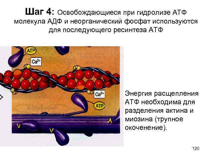 Шаг 4: Освобождающиеся при гидролизе АТФ молекула АДФ и неорганический фосфат используются для последующего