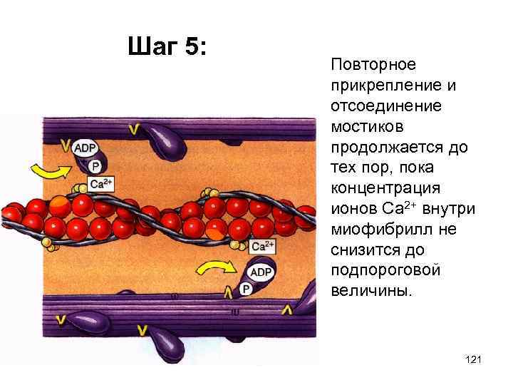 Шаг 5: Повторное прикрепление и отсоединение мостиков продолжается до тех пор, пока концентрация ионов