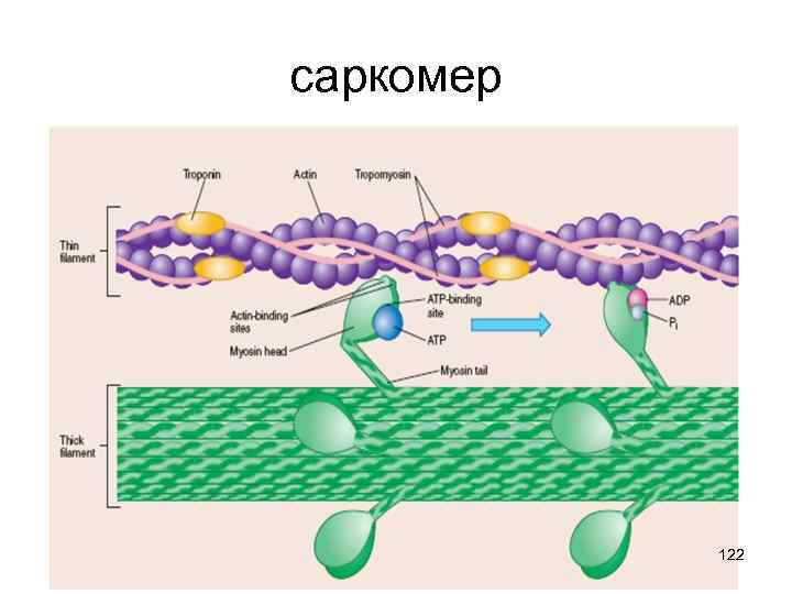 саркомер 122 