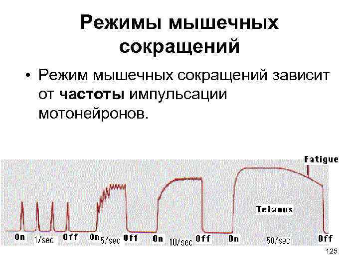 Режимы мышечных сокращений • Режим мышечных сокращений зависит от частоты импульсации мотонейронов. 125 