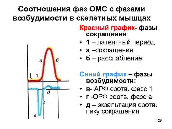 Рефрактерность возбудимость. Фазы изменения возбудимости. Фазы возбуждения физиология. Рефрактерность поперечно-полосатых мышц. Фаза батасмартбай.