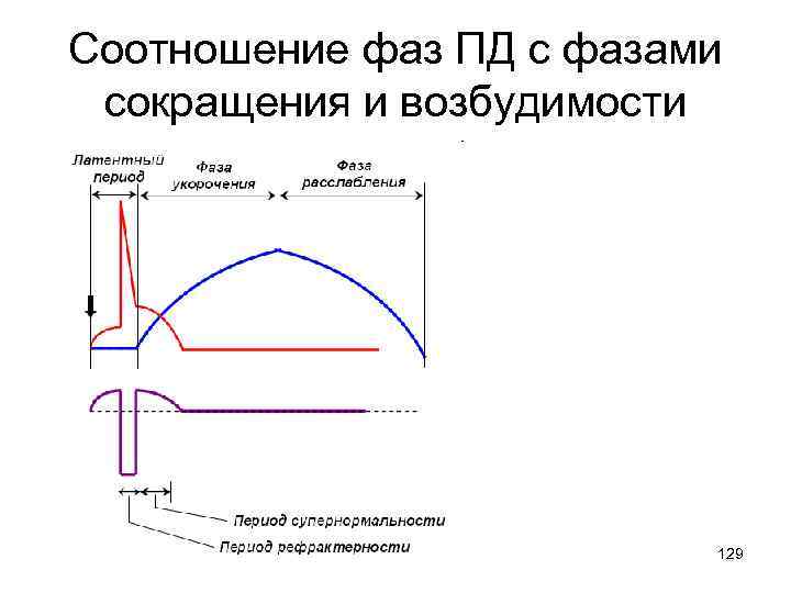 Соотношение фаз ПД с фазами сокращения и возбудимости 129 