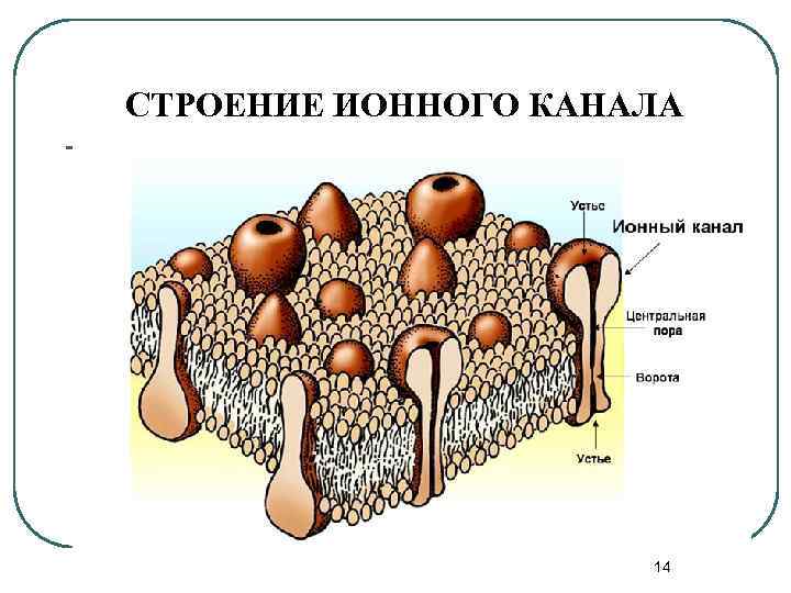 СТРОЕНИЕ ИОННОГО КАНАЛА 14 
