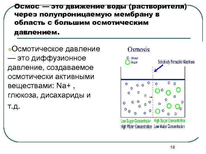 Осмос — это движение воды (растворителя) через полупроницаемую мембрану в область с большим осмотическим