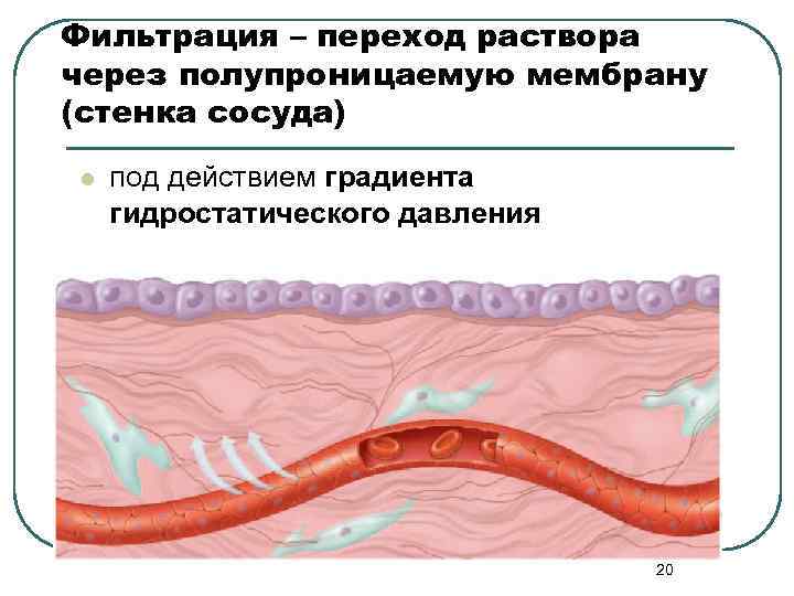 Фильтрация – переход раствора через полупроницаемую мембрану (стенка сосуда) l под действием градиента гидростатического