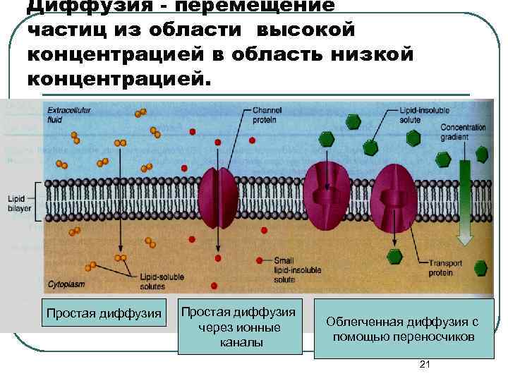 Диффузия - перемещение частиц из области высокой концентрацией в область низкой концентрацией. Простая диффузия