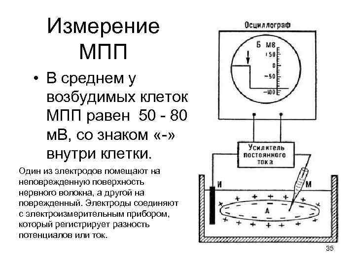 Измерение МПП • В среднем у возбудимых клеток МПП равен 50 - 80 м.