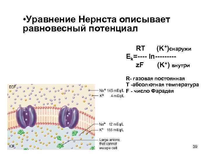  • Уравнение Нернста описывает равновесный потенциал RT (K+)снаружи Ek=---- ln----z. F (K+) внутри
