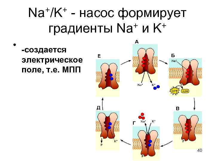 +/K+ - насос формирует Na градиенты Na+ и K+ • -создается электрическое поле, т.