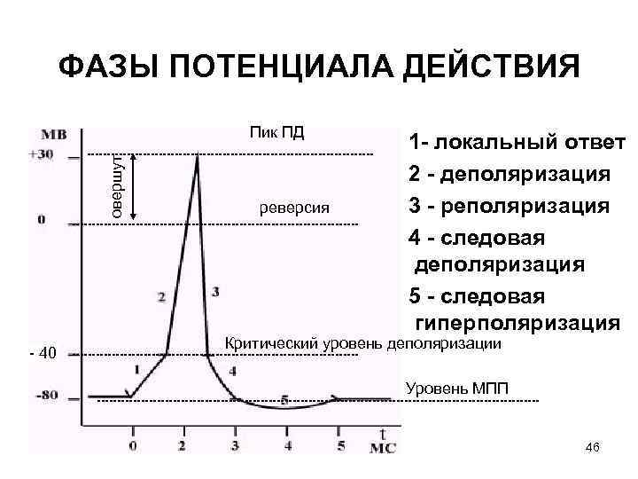 ФАЗЫ ПОТЕНЦИАЛА ДЕЙСТВИЯ овершут Пик ПД - 40 реверсия 1 - локальный ответ 2