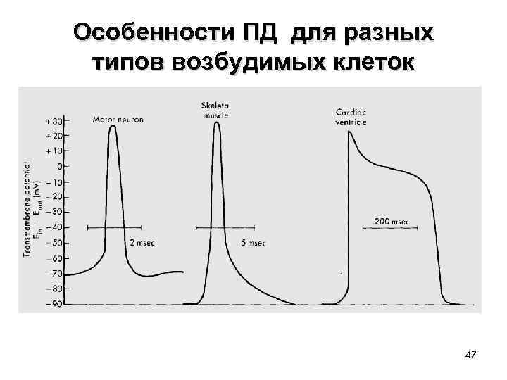 Особенности ПД для разных типов возбудимых клеток 47 