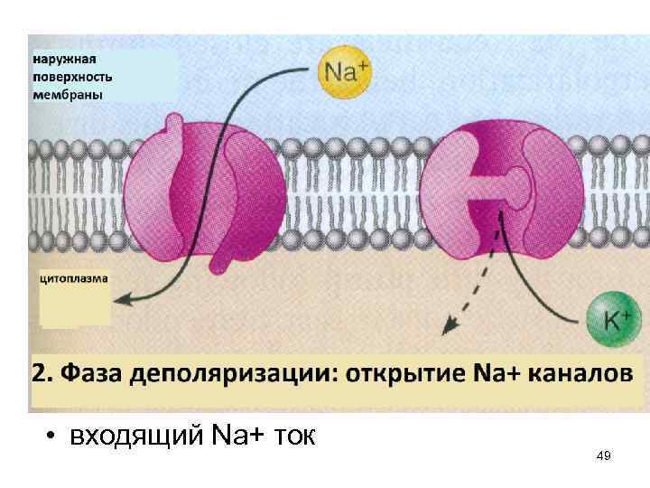  • входящий Na+ ток 49 