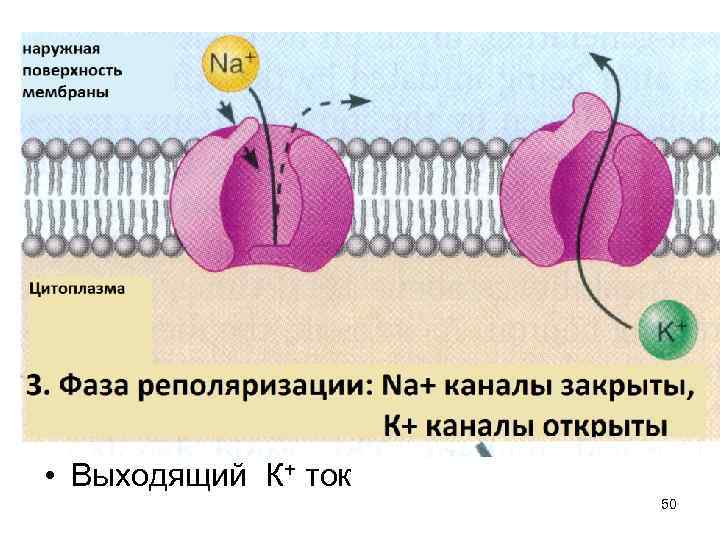  • Выходящий К+ ток 50 