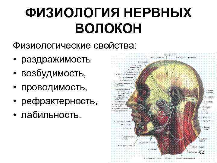 ФИЗИОЛОГИЯ НЕРВНЫХ ВОЛОКОН Физиологические свойства: • раздражимость • возбудимость, • проводимость, • рефрактерность, •