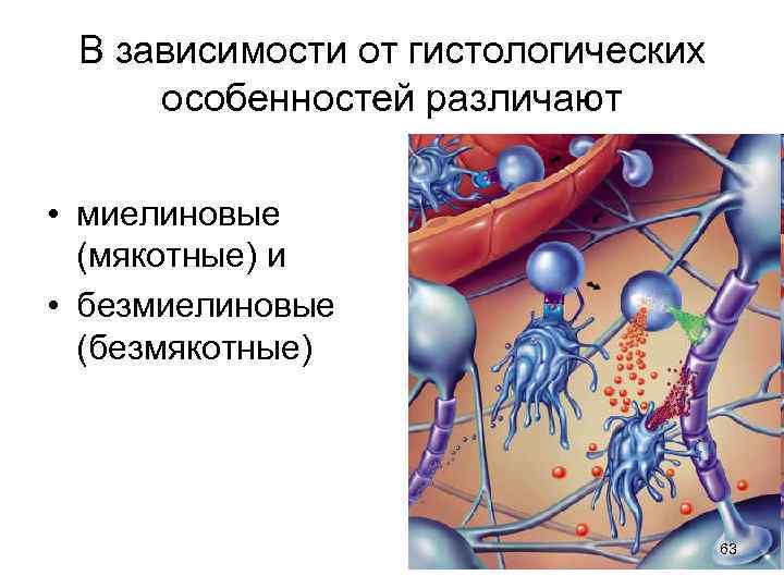 В зависимости от гистологических особенностей различают • миелиновые (мякотные) и • безмиелиновые (безмякотные) 63