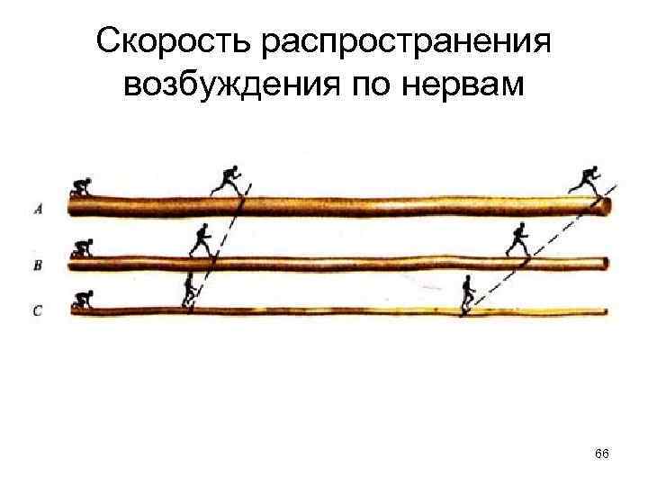 Скорость распространения возбуждения по нервам 66 