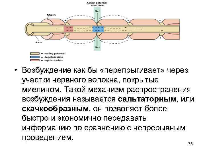  • Возбуждение как бы «перепрыгивает» через участки нервного волокна, покрытые миелином. Такой механизм