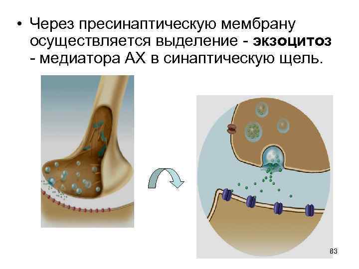  • Через пресинаптическую мембрану осуществляется выделение - экзоцитоз - медиатора АХ в синаптическую