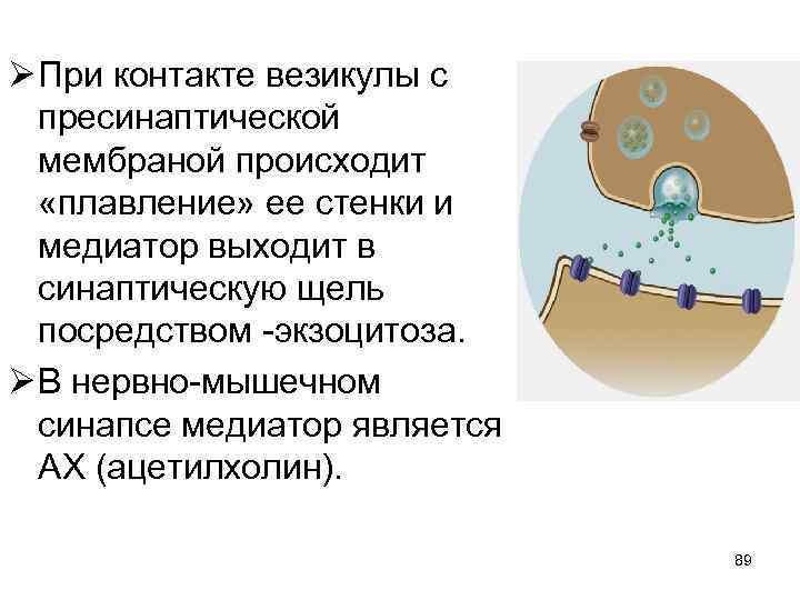 Ø При контакте везикулы с пресинаптической мембраной происходит «плавление» ее стенки и медиатор выходит