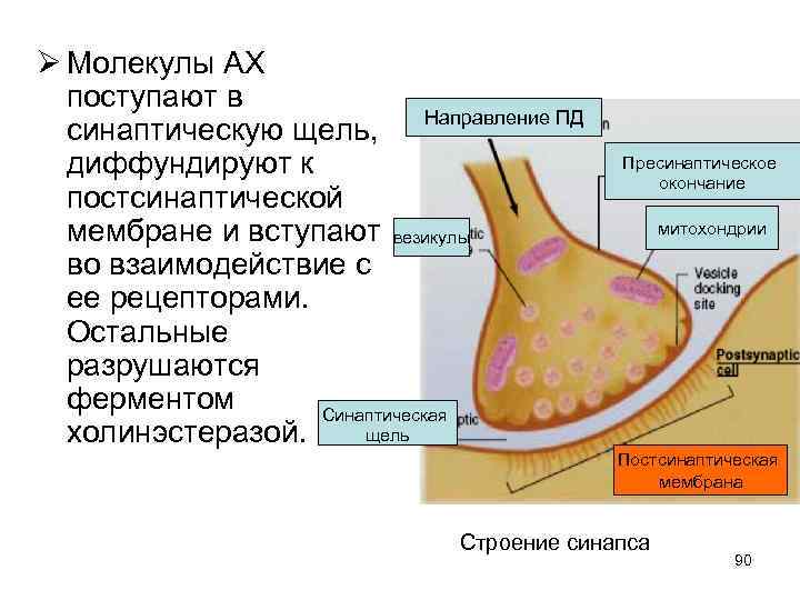 Ø Молекулы АХ поступают в синаптическую щель, Направление ПД диффундируют к постсинаптической мембране и