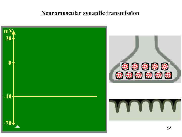 Neuromuscular synaptic transmission m. V 30 0 -40 -70 93 