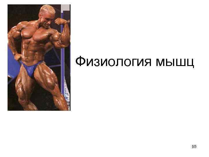 Физиология мышц 95 