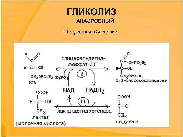 ГЛИКОЛИЗ АНАЭРОБНЫЙ 11 -я реакция: Окисление. 