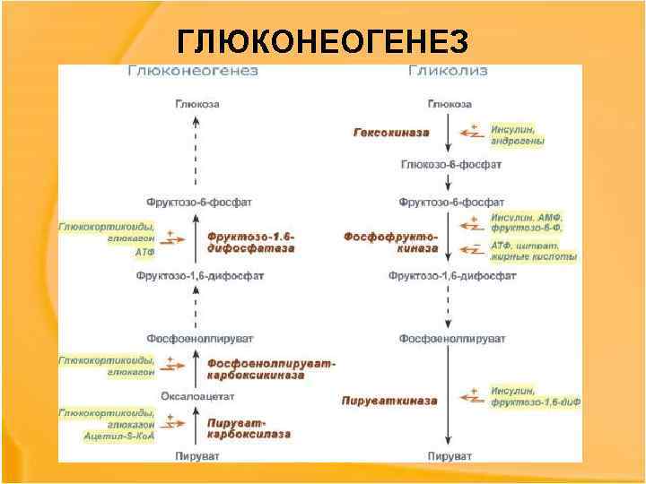 ГЛЮКОНЕОГЕНЕЗ 