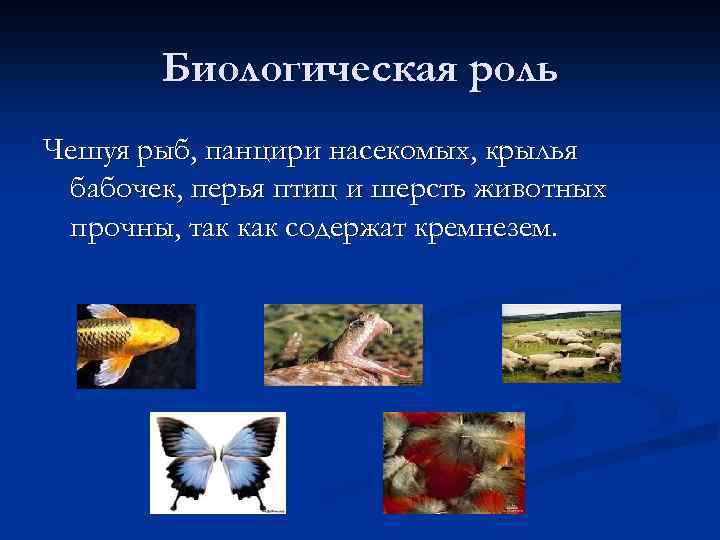 Биологическая роль Чешуя рыб, панцири насекомых, крылья бабочек, перья птиц и шерсть животных прочны,