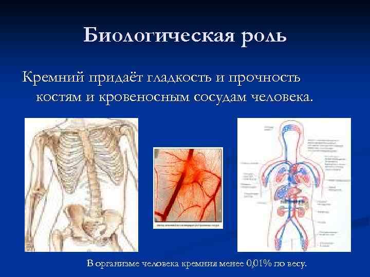 Биологическая роль Кремний придаёт гладкость и прочность костям и кровеносным сосудам человека. В организме