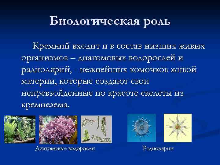 Биологическая роль Кремний входит и в состав низших живых организмов – диатомовых водорослей и
