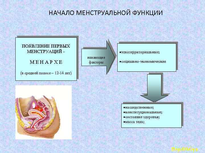 НАЧАЛО МЕНСТРУАЛЬНОЙ ФУНКЦИИ ПОЯВЛЕНИЕ ПЕРВЫХ МЕНСТРУАЦИЙ – М Е Н А Р Х Е