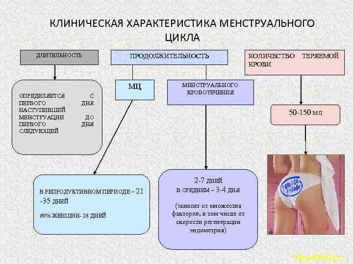 КЛИНИЧЕСКАЯ ХАРАКТЕРИСТИКА МЕНСТРУАЛЬНОГО ЦИКЛА ДЛИТЕЛЬНОСТЬ ПРОДОЛЖИТЕЛЬНОСТЬ МЦ ОПРЕДЕЛЯЕТСЯ ПЕРВОГО НАСТУПИВШЕЙ МЕНСТРУАЦИИ ПЕРВОГО СЛЕДУЮЩЕЙ С