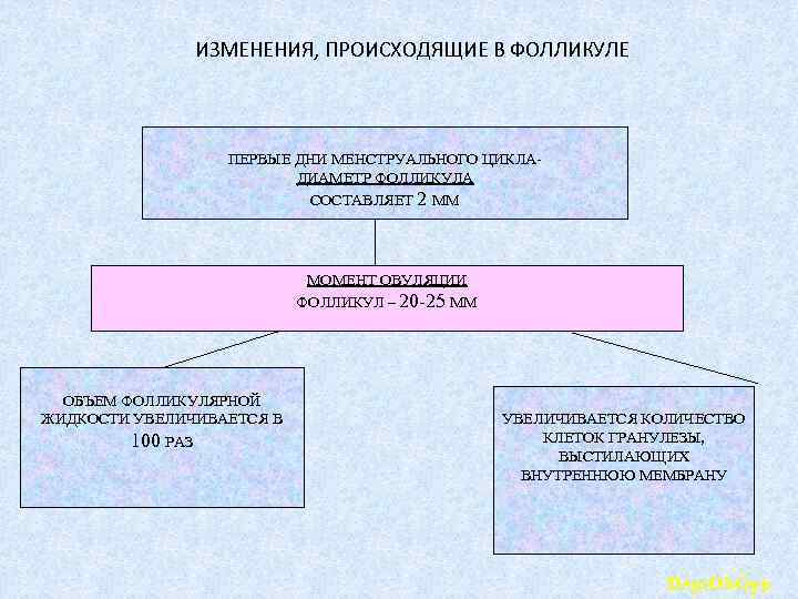 ИЗМЕНЕНИЯ, ПРОИСХОДЯЩИЕ В ФОЛЛИКУЛЕ ПЕРВЫЕ ДНИ МЕНСТРУАЛЬНОГО ЦИКЛА- ДИАМЕТР ФОЛЛИКУЛА СОСТАВЛЯЕТ 2 ММ МОМЕНТ