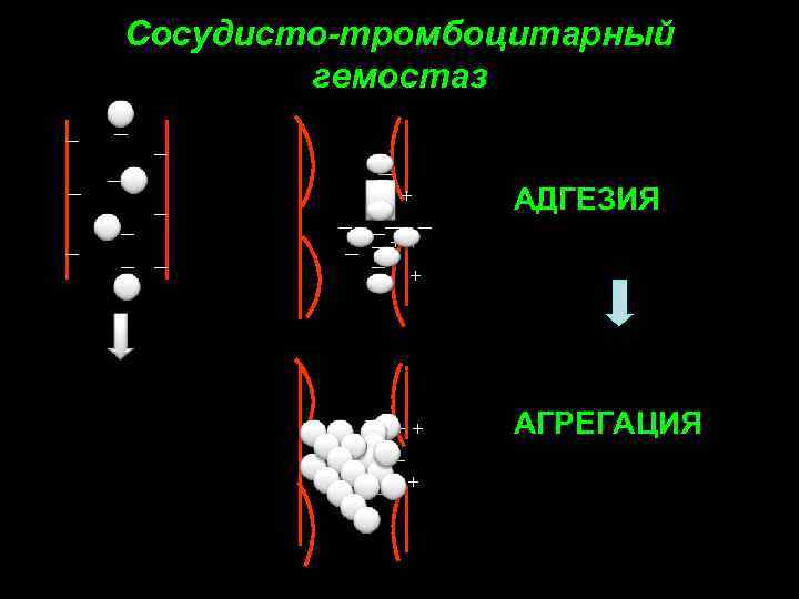 Сосудисто-тромбоцитарный гемостаз _ _ _+ + _ _ _ _ + + _ АДГЕЗИЯ