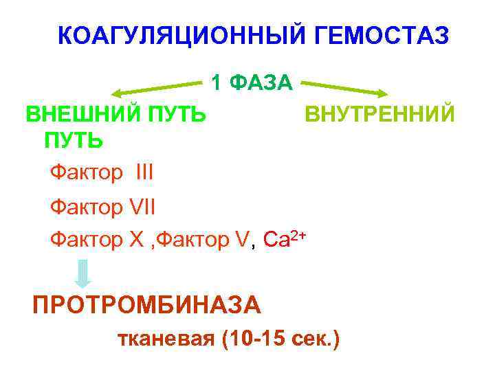 КОАГУЛЯЦИОННЫЙ ГЕМОСТАЗ 1 ФАЗА ВНЕШНИЙ ПУТЬ ВНУТРЕННИЙ ПУТЬ Фактор III Фактор VII Фактор Х