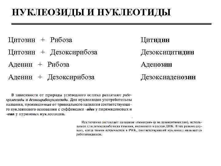 Нуклеозиды и нуклеотиды. Отличие нуклеотида от нуклеозида. Нуклеозид состоящий из аденина и дезоксирибозы. Цитозин +рибоза=цитидин. Нуклеозид и нуклеотид отличия.