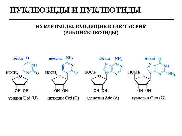 Нуклеозиды и нуклеотиды