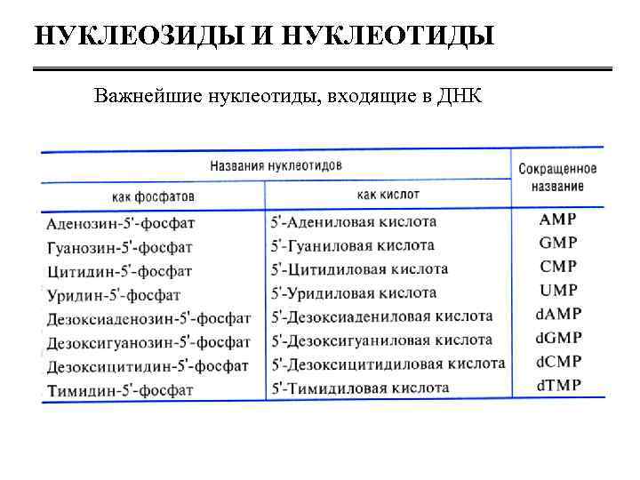 Нуклеозиды и нуклеотиды. Строение нуклеозидов и нуклеотидов. Нуклеиновые основания, нуклеозиды, нуклеотиды классификация. Нуклеозиды формулы. Классификация нуклеозидов.