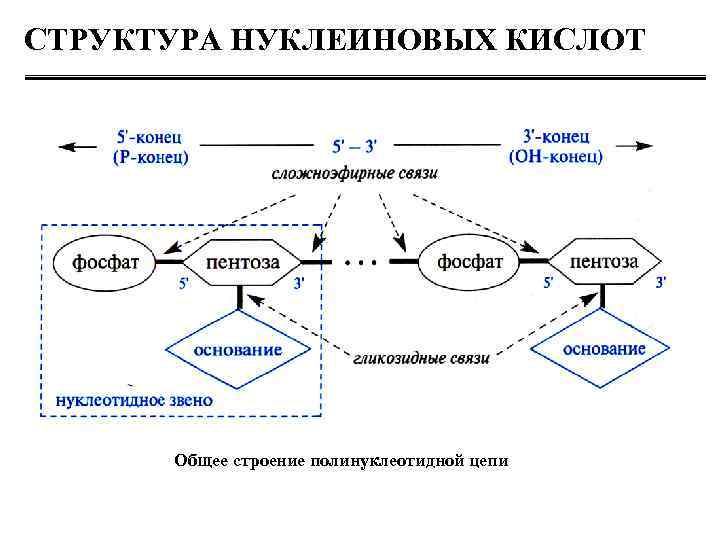 СТРУКТУРА НУКЛЕИНОВЫХ КИСЛОТ Общее строение полинуклеотидной цепи 