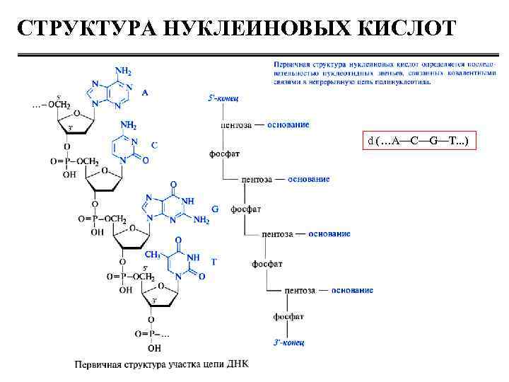 Структурная нуклеиновых кислот. Структура нуклеиновых кислот формула. Первичная структура нуклеиновых кислот нуклеиновых кислот. Формула ДНК нуклеиновой кислоты. Первичная структура нуклеиновых кислот ДНК И РНК.