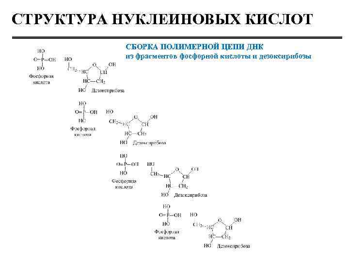 Направление цепи нуклеиновых кислот