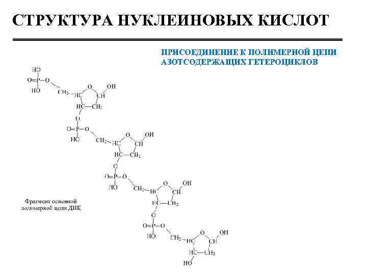 Код нуклеиновых кислот. Структура нуклеиновых кислот. Цепи нуклеиновых кислот. Вторичная структура нуклеиновых кислот. Нуклеиновые кислоты примеры.