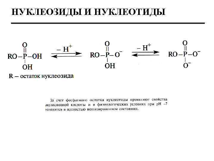НУКЛЕОЗИДЫ И НУКЛЕОТИДЫ 