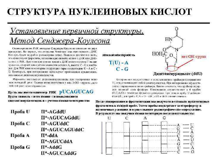 СТРУКТУРА НУКЛЕИНОВЫХ КИСЛОТ Установление первичной структуры. Метод Сенджера-Коулсона комплементарность T(U) - A C -